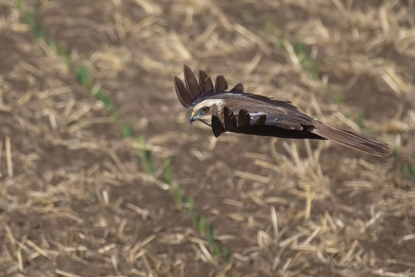 Moták pochop  ( Circus aeruginosus )