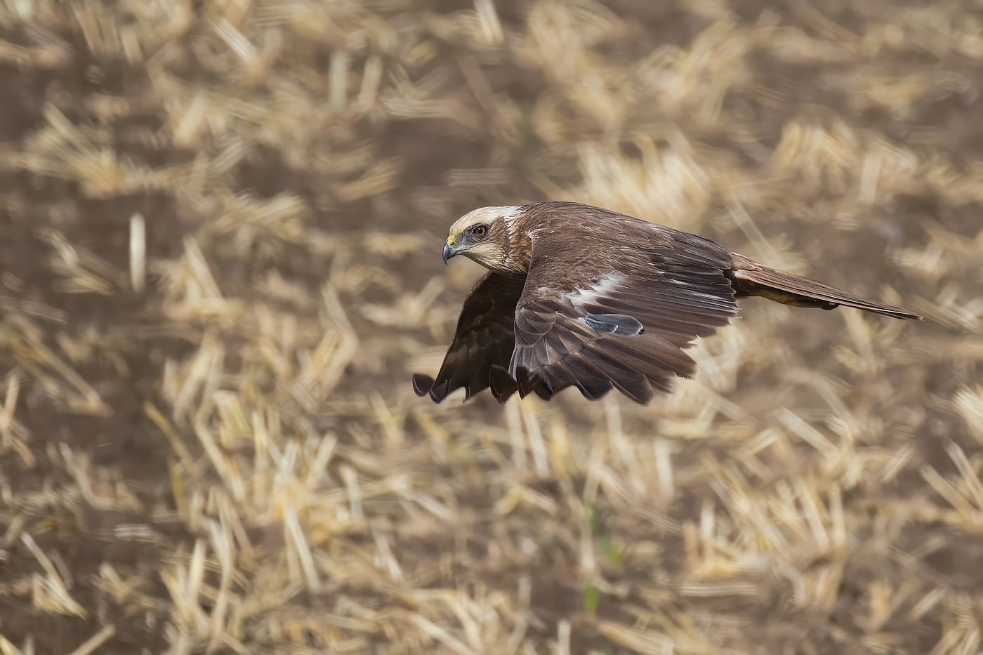 Moták pochop  ( Circus aeruginosus )