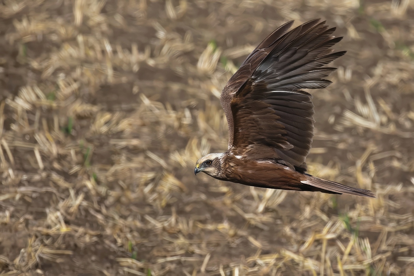 Moták pochop  ( Circus aeruginosus )