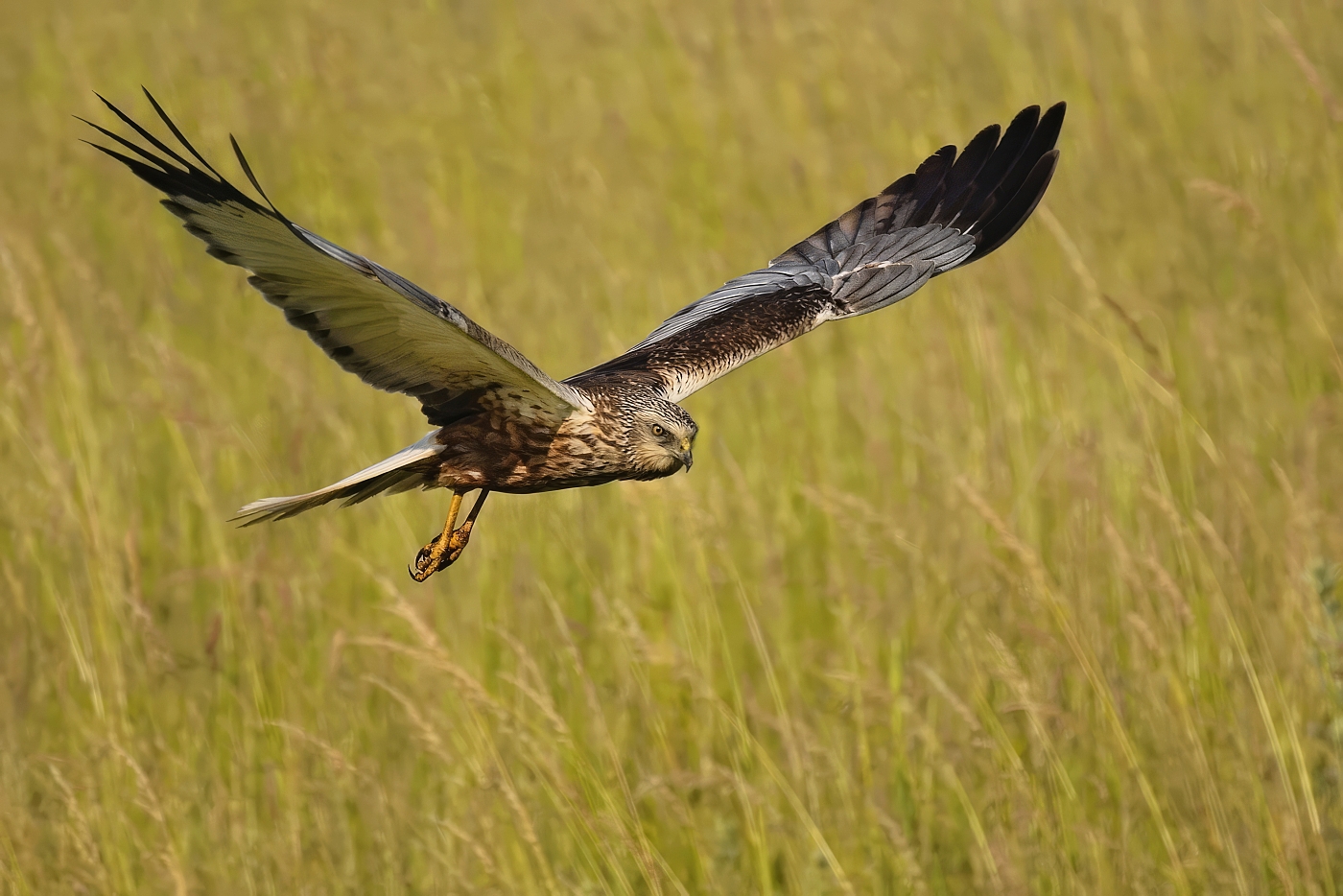 Moták pochop  ( Circus aeruginosus )