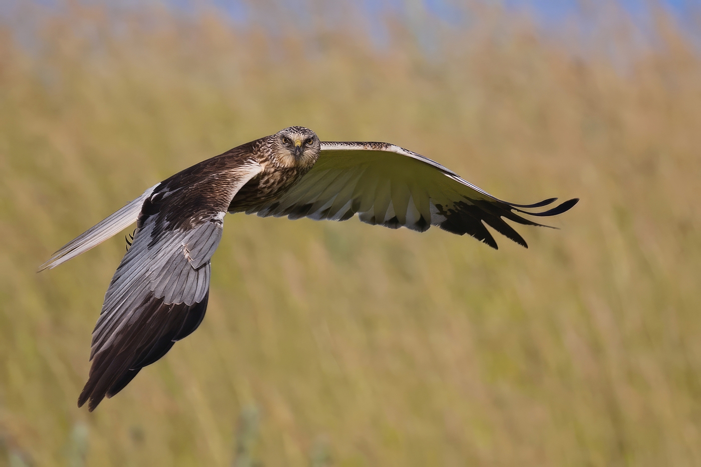 Moták pochop  ( Circus aeruginosus )