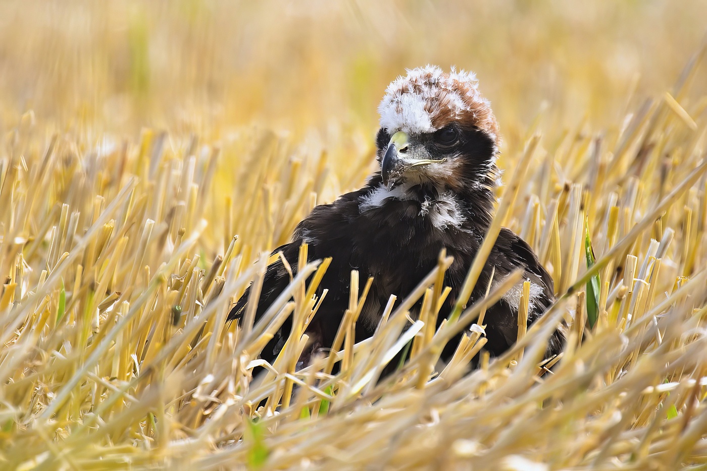 Moták pochop  ( Circus aeruginosus )