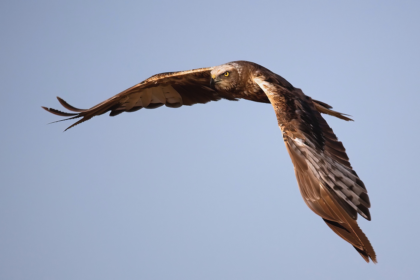 Moták pochop  ( Circus aeruginosus )
