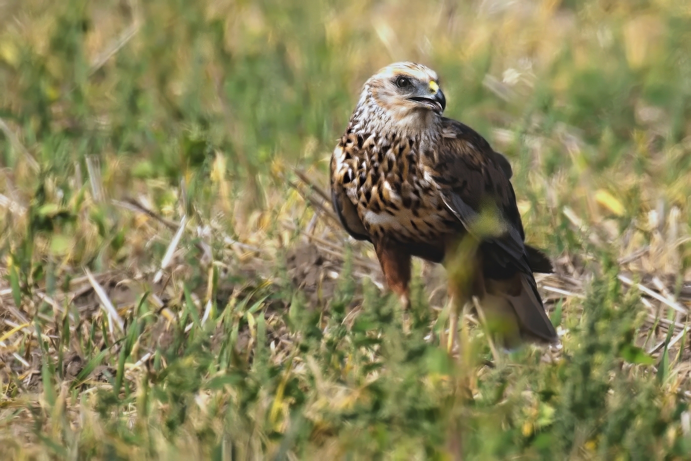 Moták pochop  ( Circus aeruginosus )