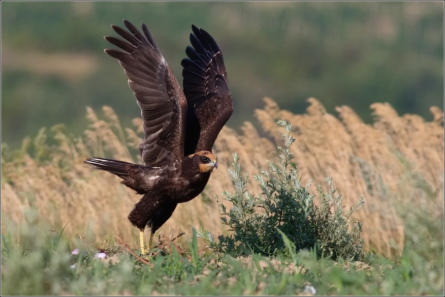 Moták pochop  ( Circus aeruginosus )