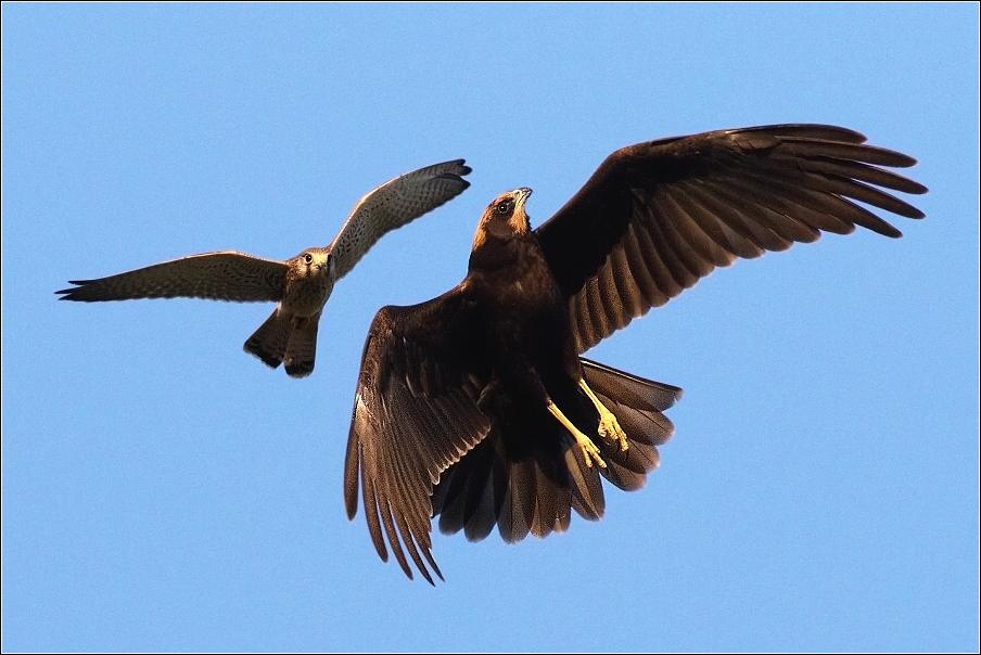 Moták pochop  ( Circus aeruginosus )