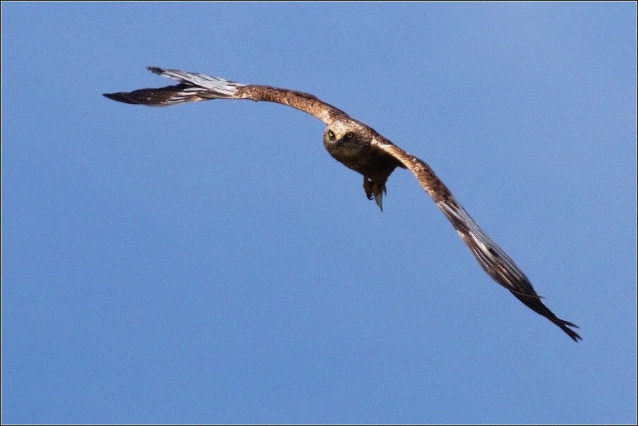 Moták pochop  ( Circus aeruginosus )