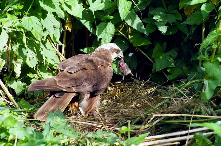 Moták pochop - samice