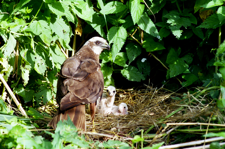 Moták pochop - samice