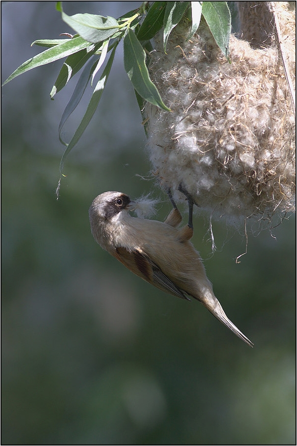 Moudivláček lužní