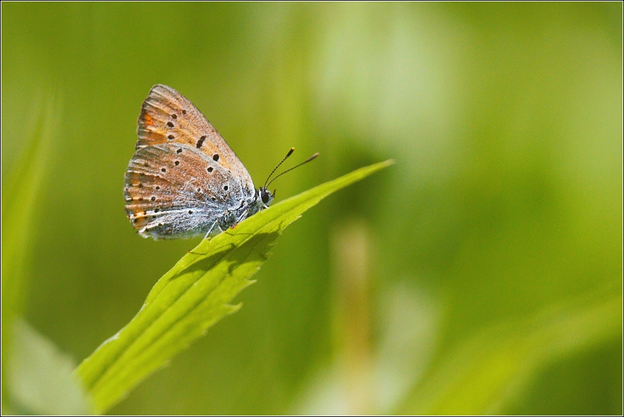 Ohniváček černočárný  (Lycaena dispar )