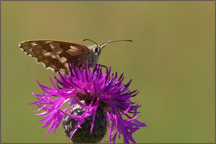 Okáč bojínkový ( Melanargia galathea )
