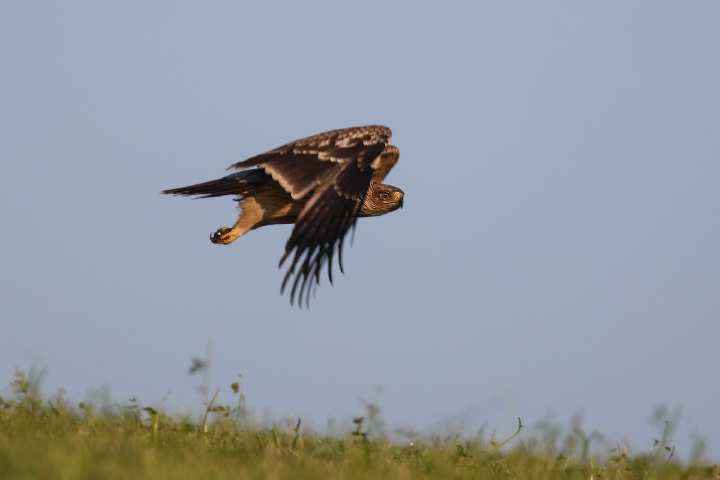 Orel královský  ( Aguila heliaca )