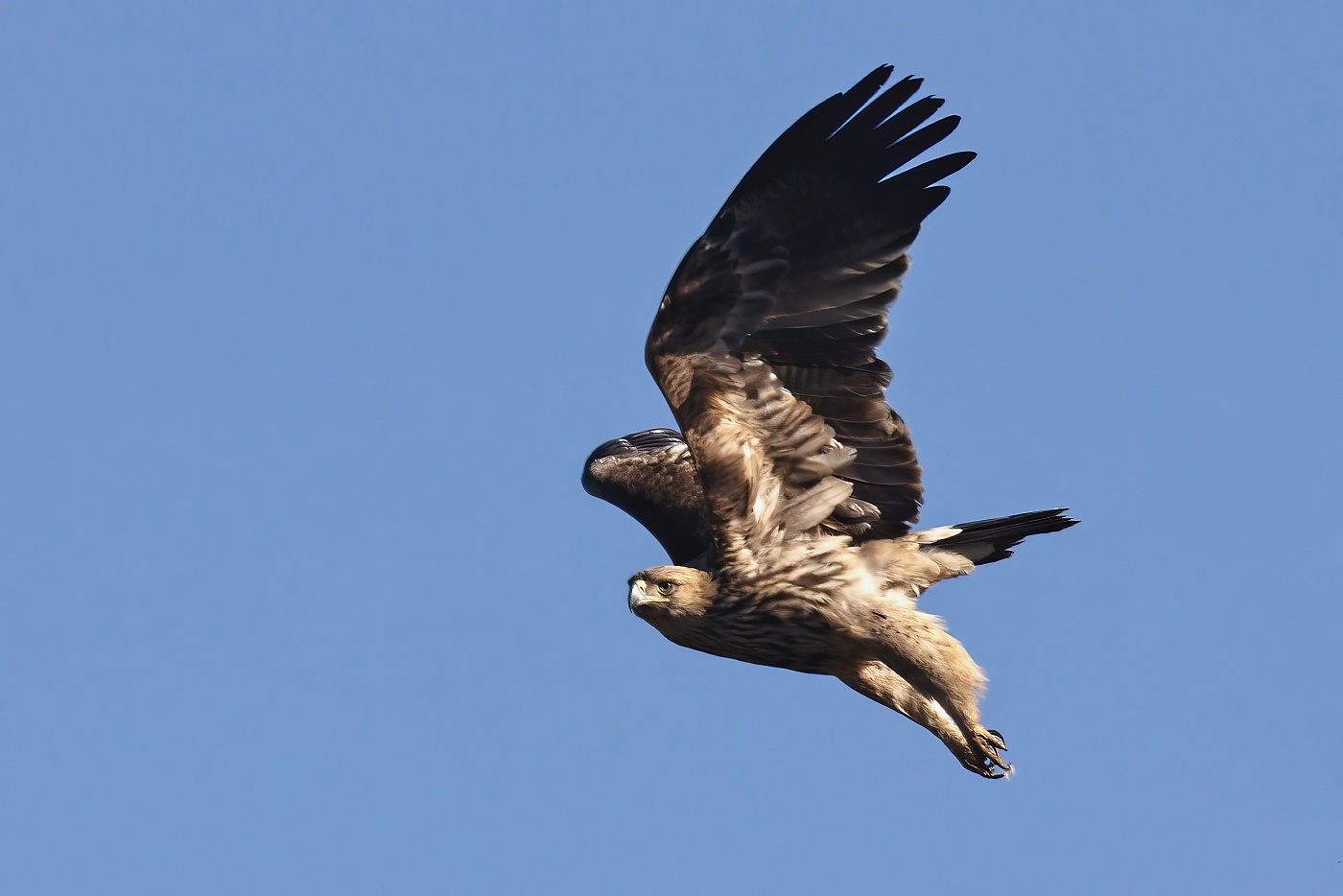 Orel královský  ( Aguila heliaca )