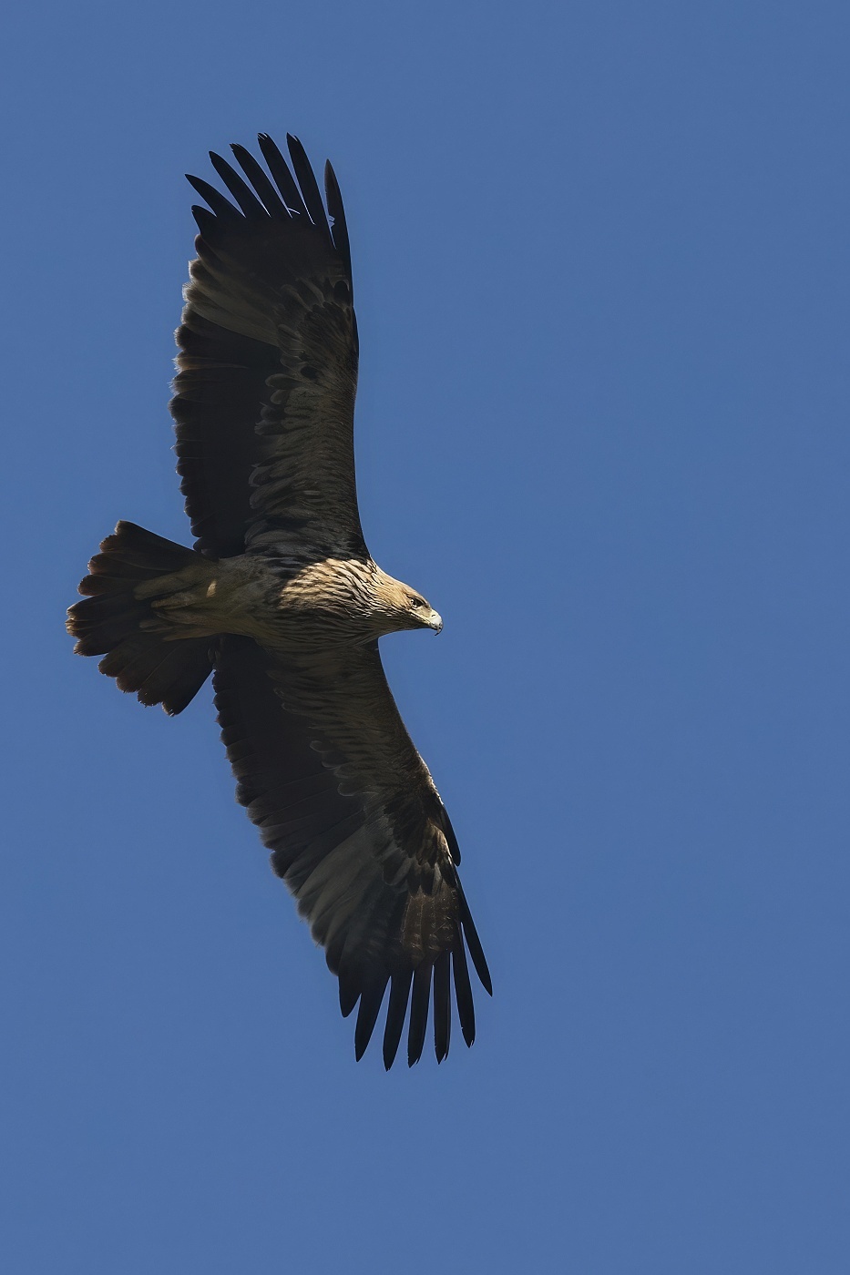 Orel královský  ( Aguila heliaca )