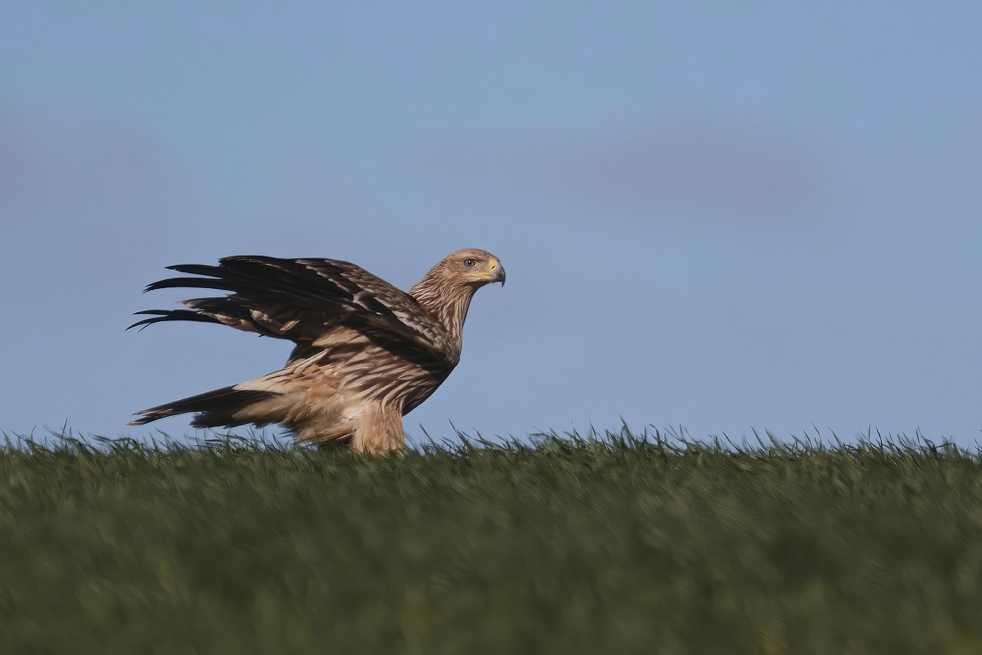 Orel královský  ( Aguila heliaca )