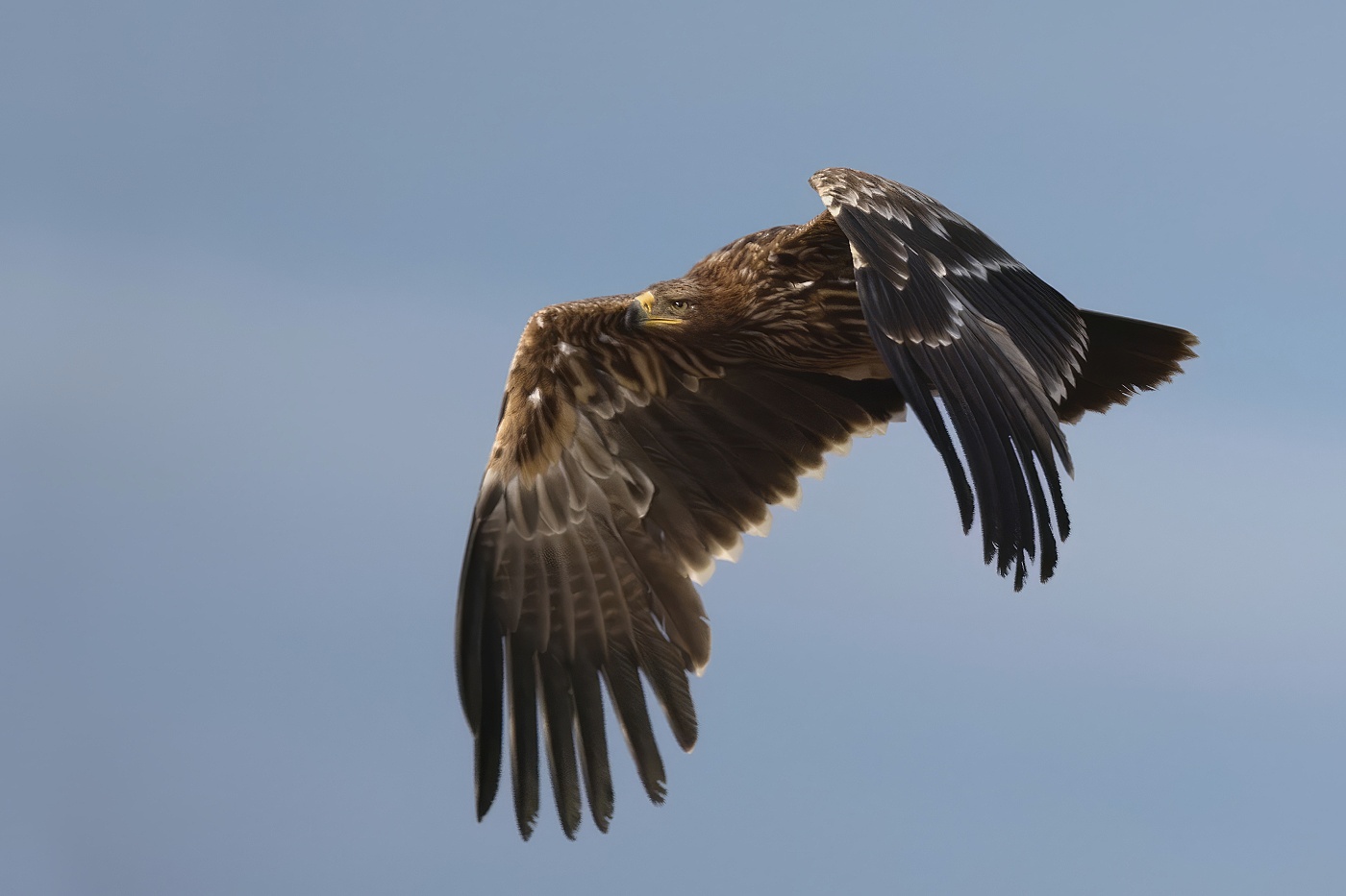 Orel královský  ( Aguila heliaca )