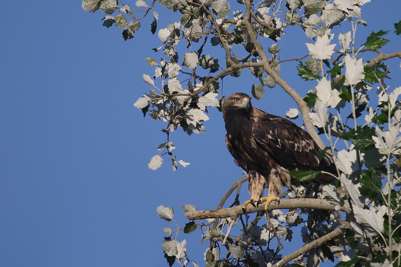 Orel královský  ( Aguila heliaca )