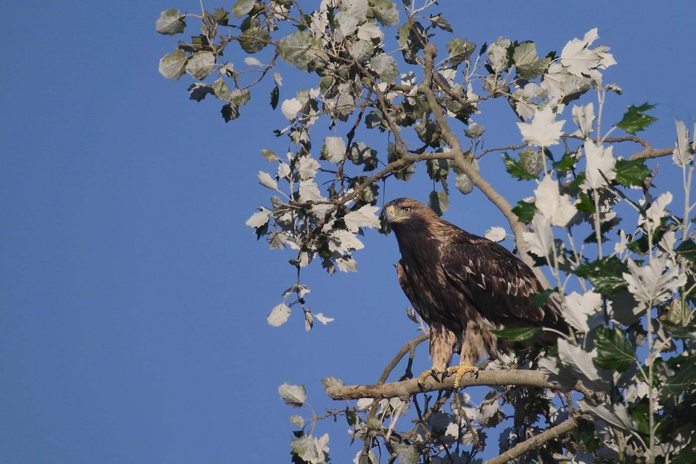 Orel královský  ( Aguila heliaca )