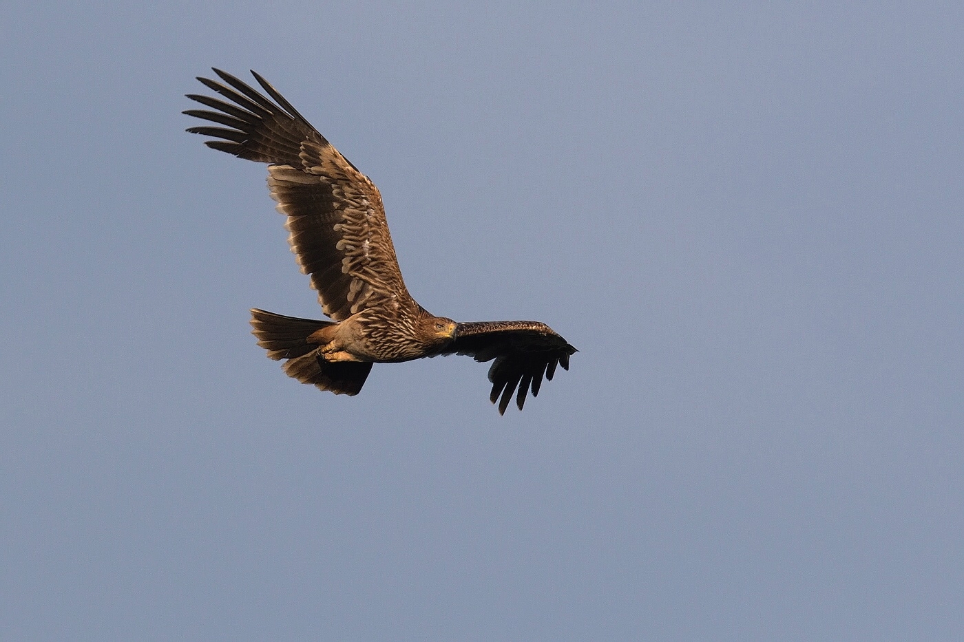Orel královský  ( Aquila heliaca )
