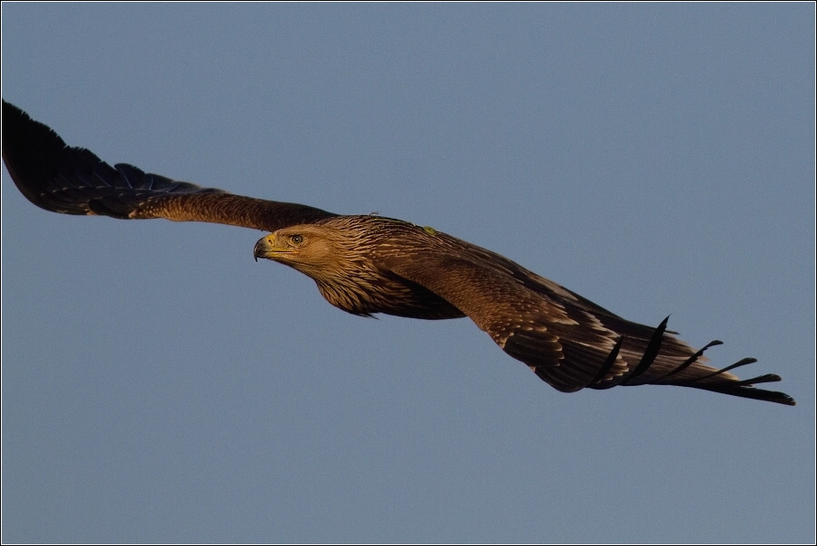 Orel královský  ( Aquila heliaca )