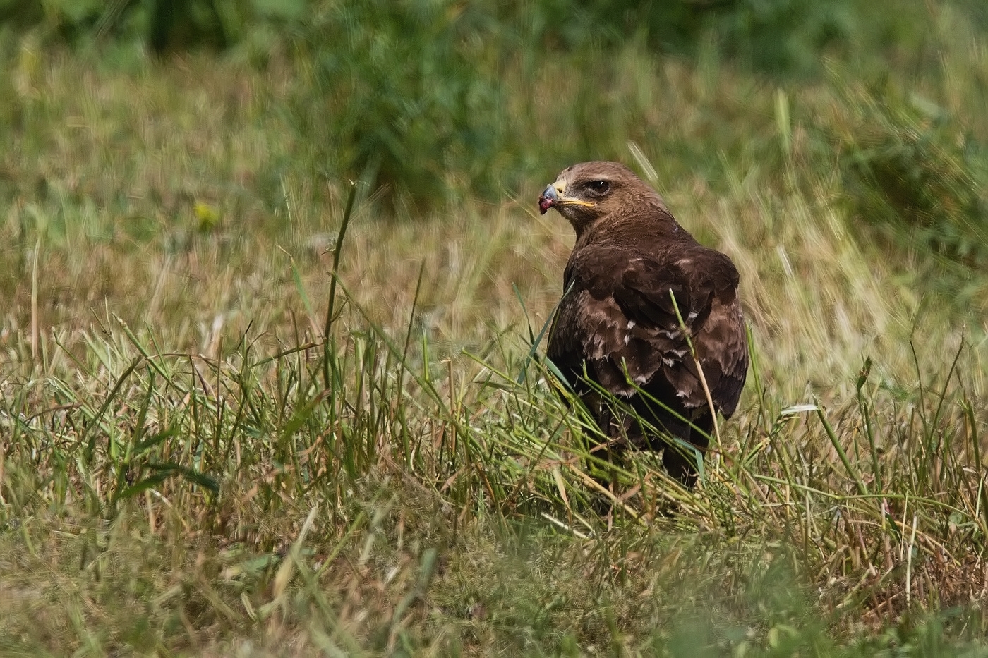 Orel křiklavý  ( Aquilapomarina )