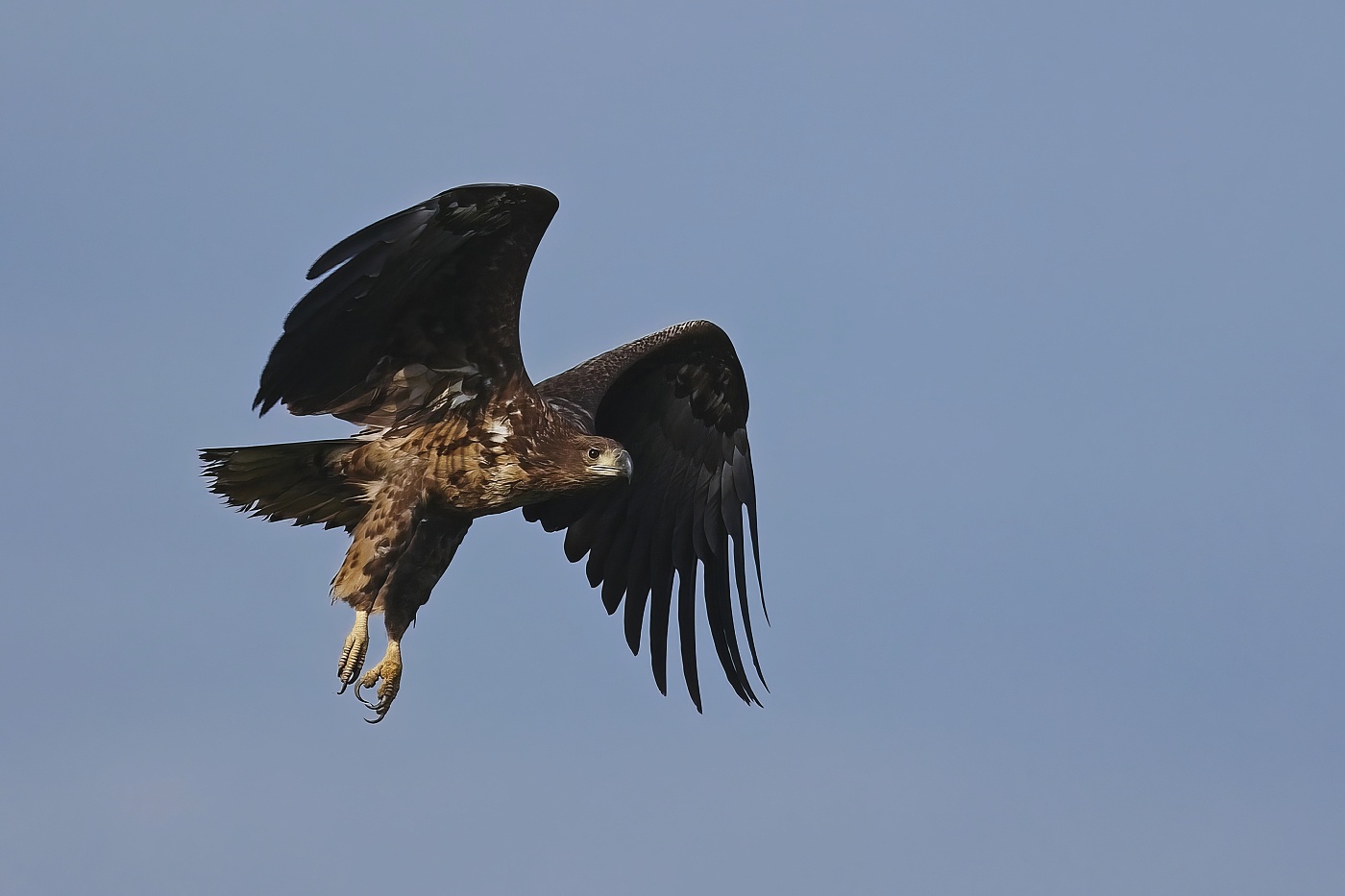 Orel mořský  ( Halliaeetus albicila )