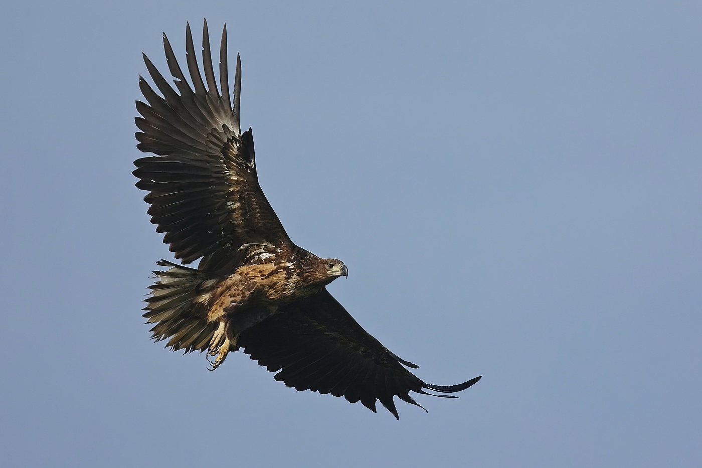 Orel mořský  ( Halliaeetus albicila )
