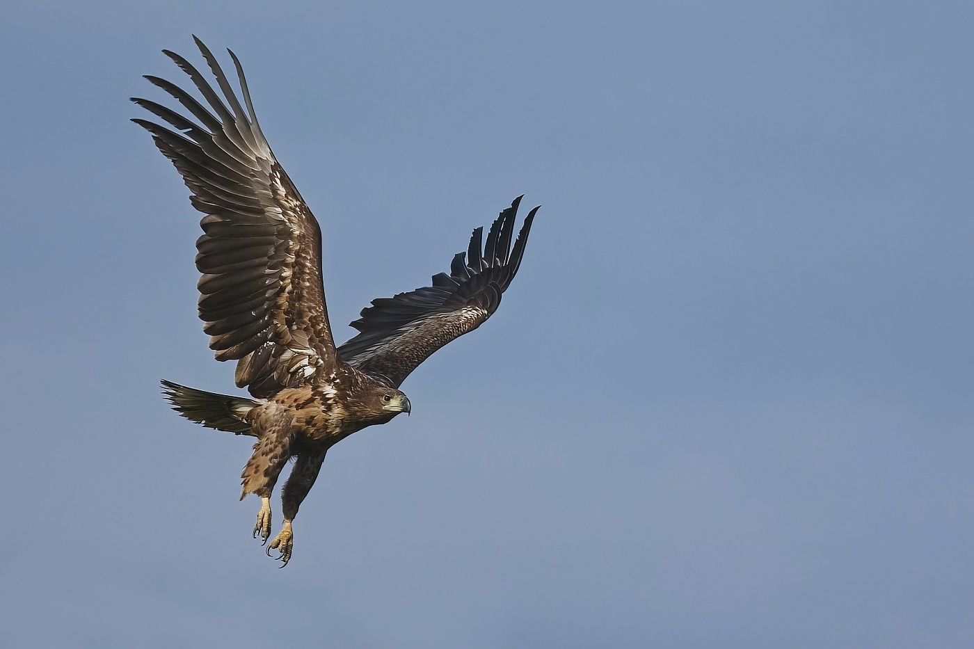 Orel mořský  ( Halliaeetus albicila )
