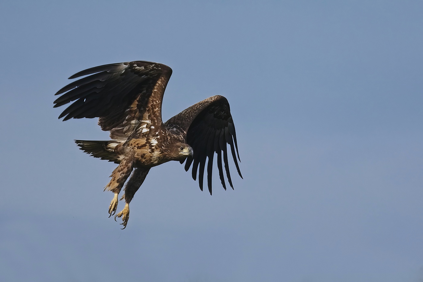 Orel mořský  ( Halliaeetus albicila )