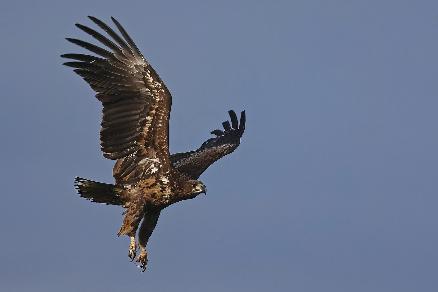 Orel mořský  ( Halliaeetus albicila )
