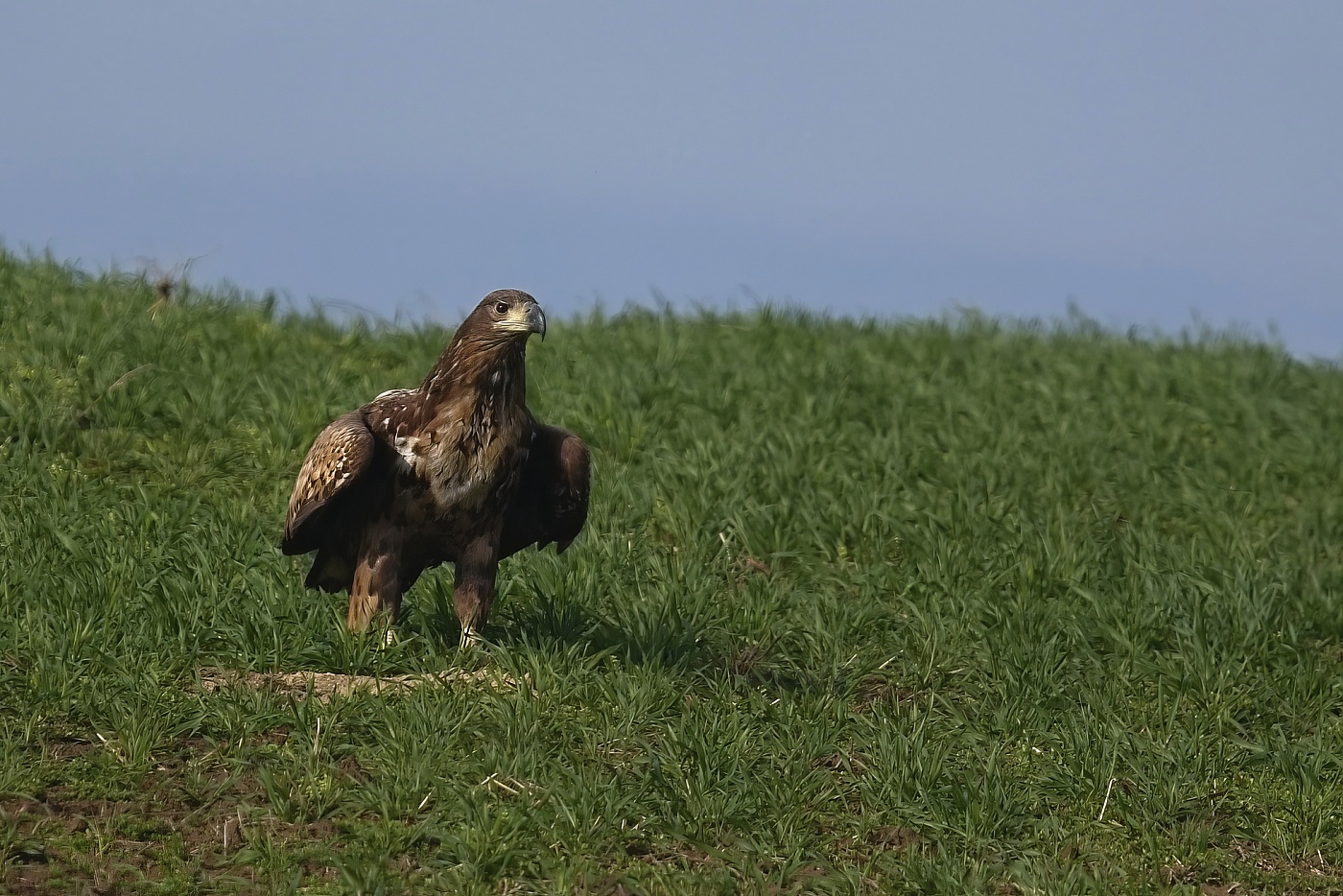 Orel mořský  ( Halliaeetus albicila )