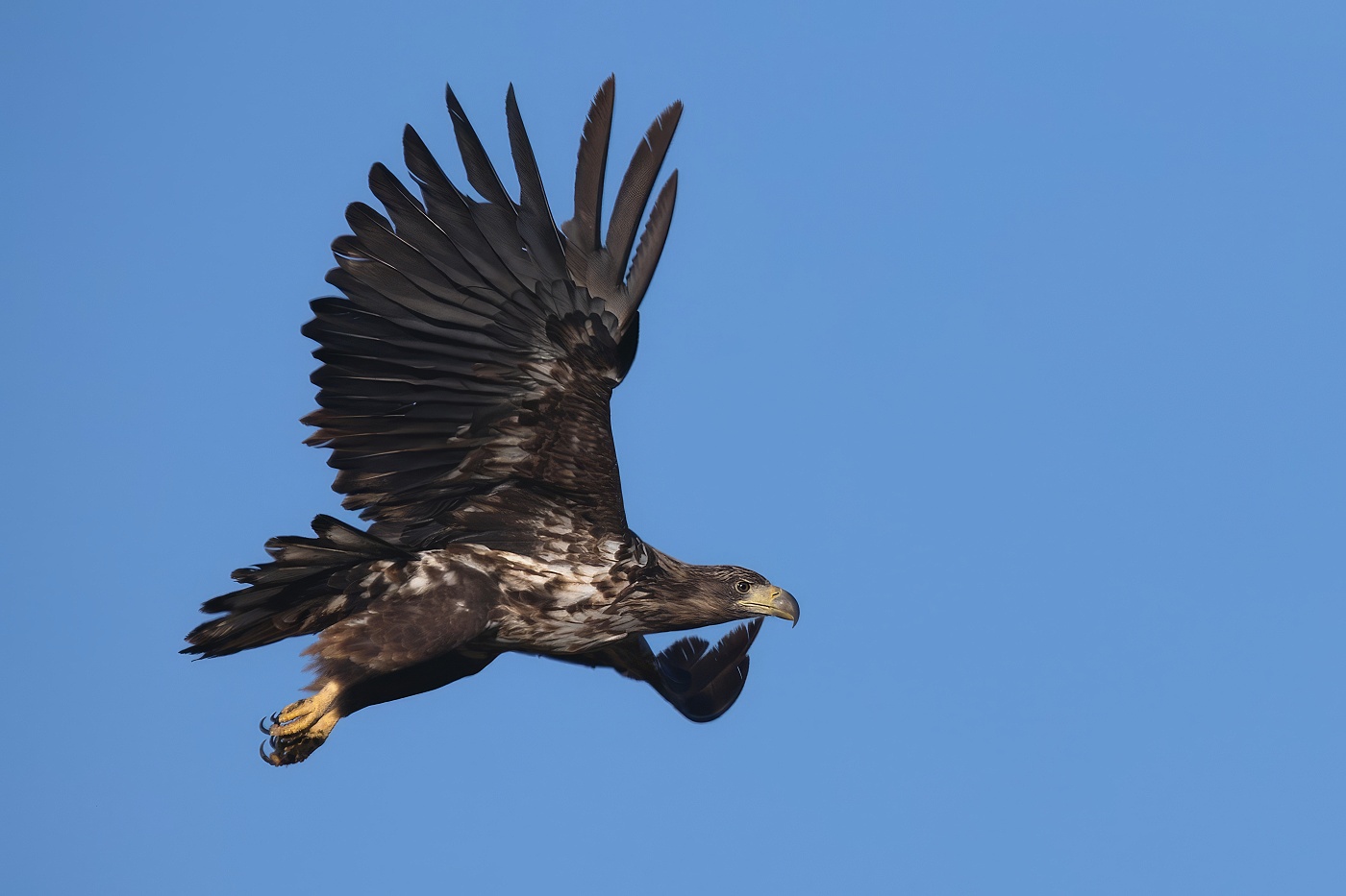 Orel mořský  ( Halliaeetus albicila )