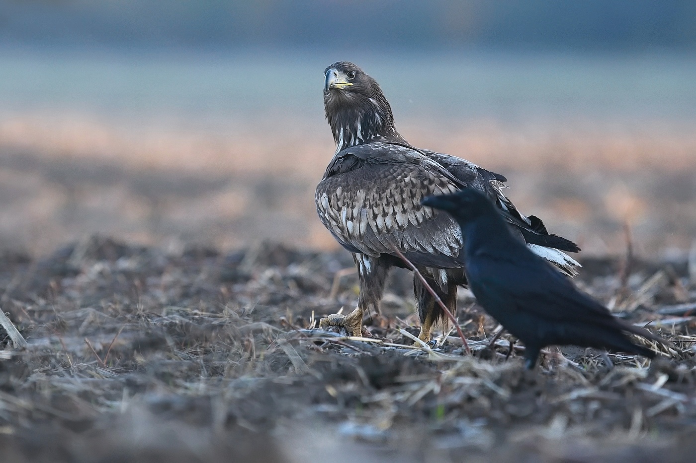 Orel mořský  ( Halliaeetus albicila )