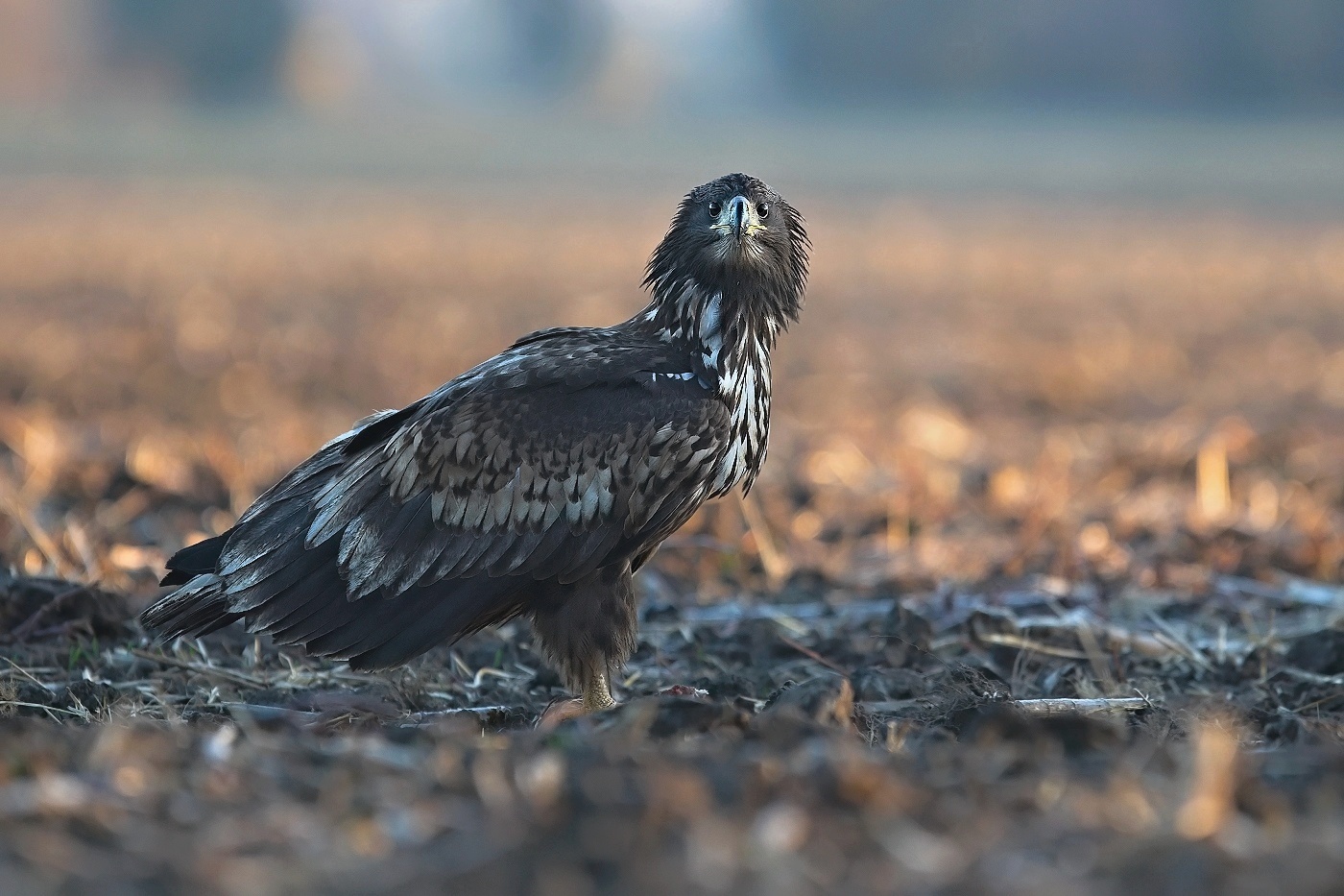 Orel mořský  ( Halliaeetus albicila )