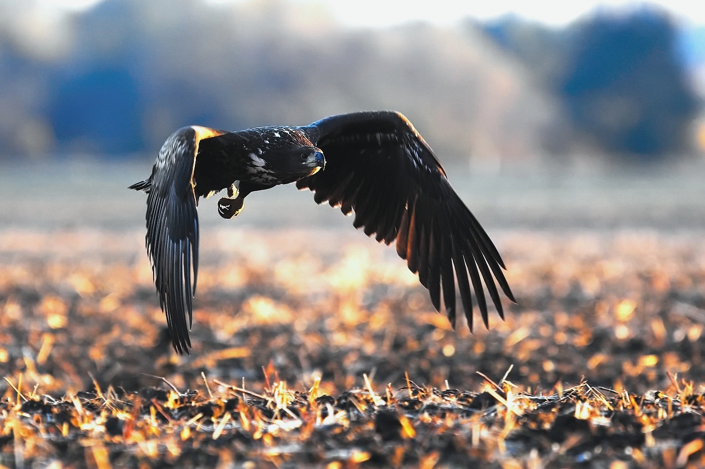Orel mořský  ( Halliaeetus albicila )