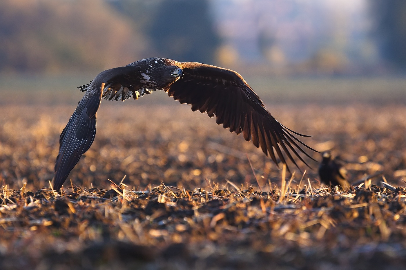 Orel mořský  ( Halliaeetus albicila )