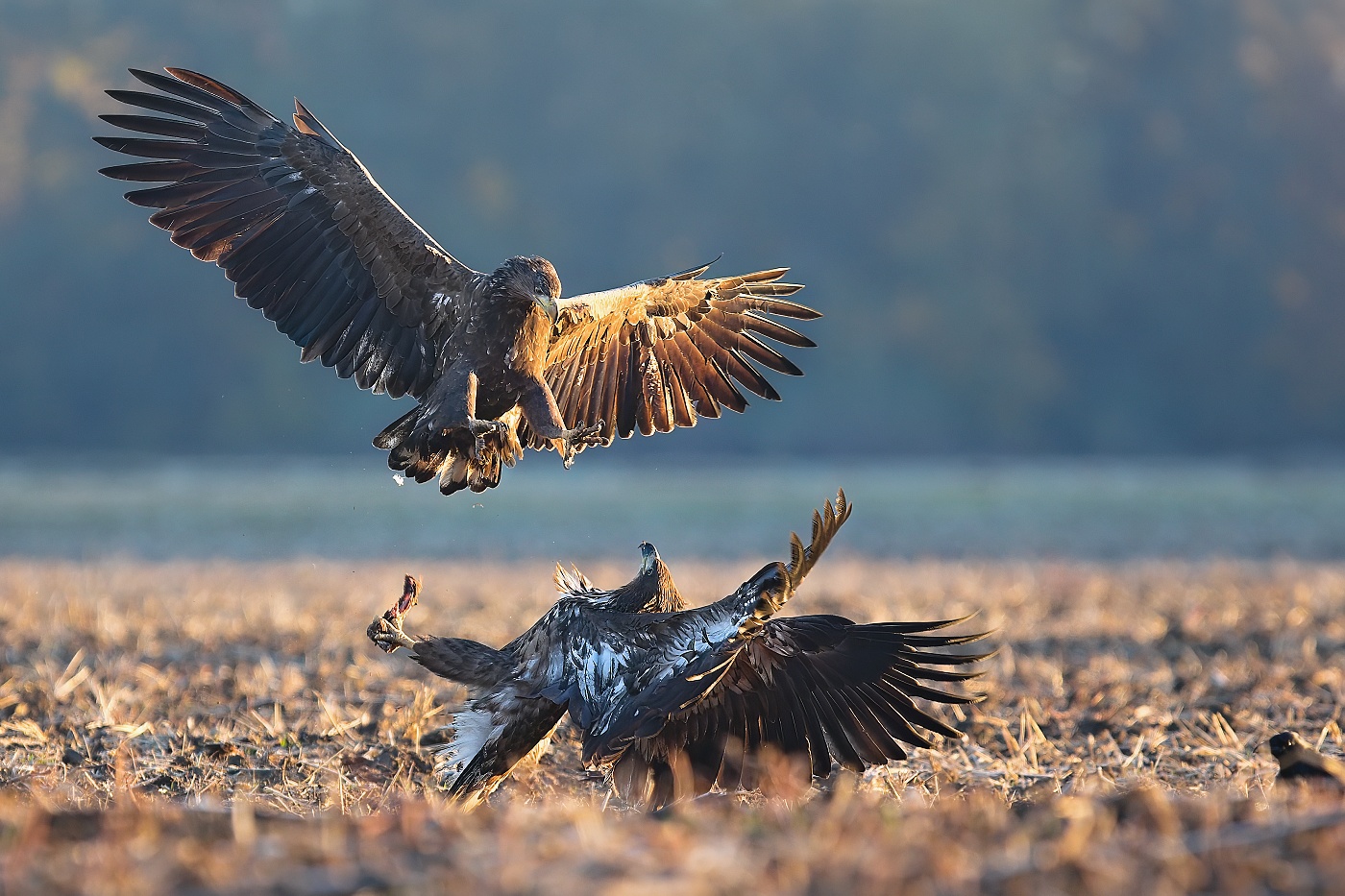 Orel mořský  ( Halliaeetus albicila )