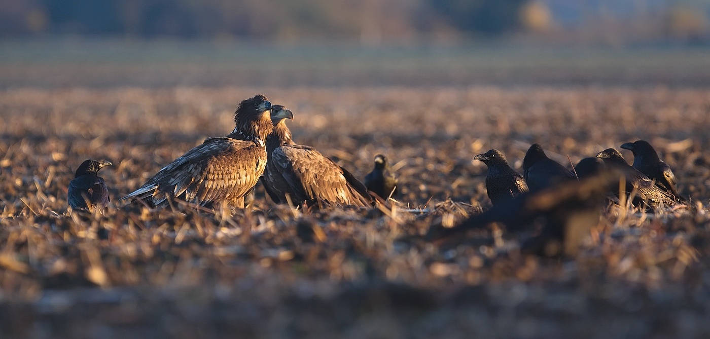 Orel mořský  ( Halliaeetus albicila )