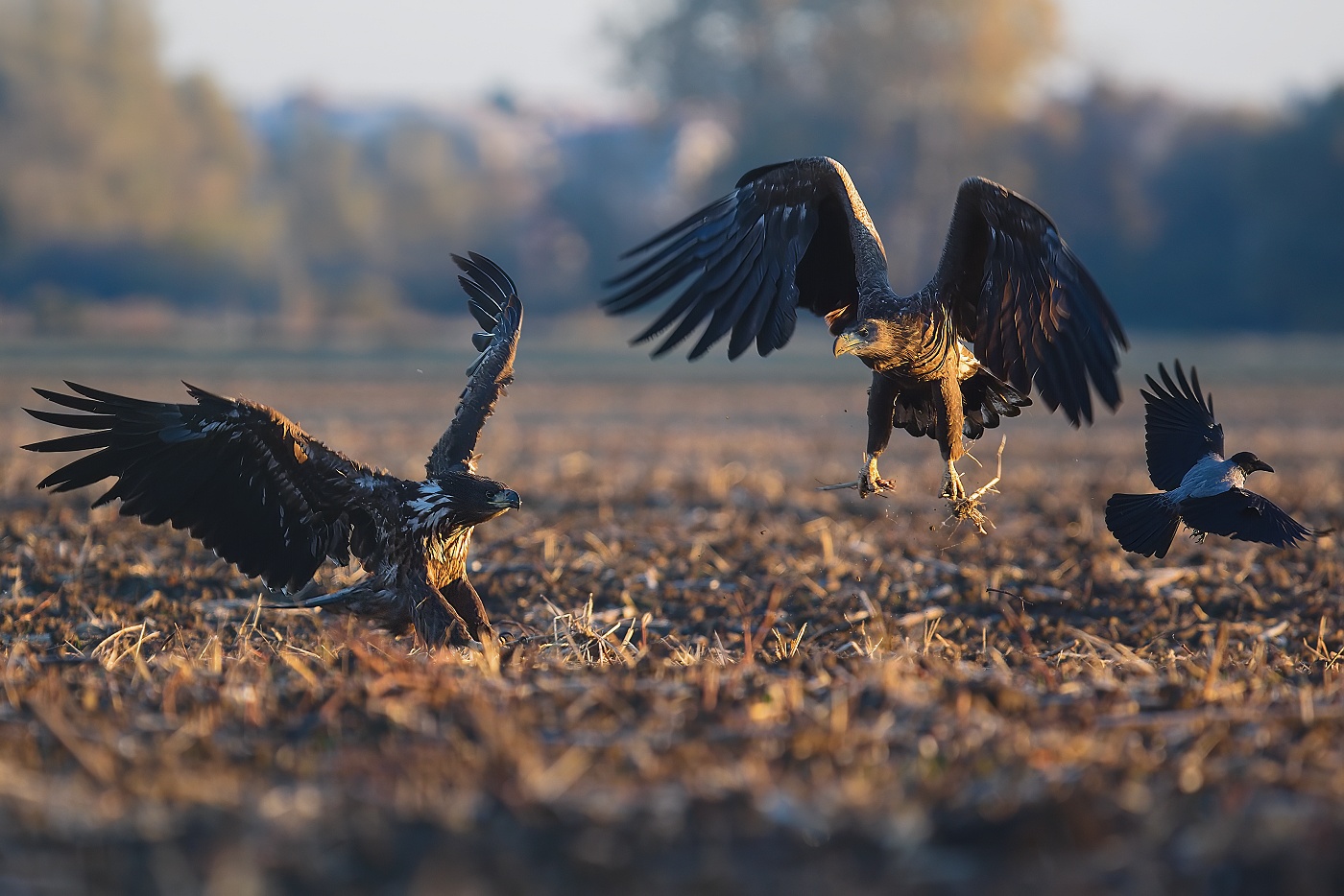 Orel mořský  ( Halliaeetus albicila )