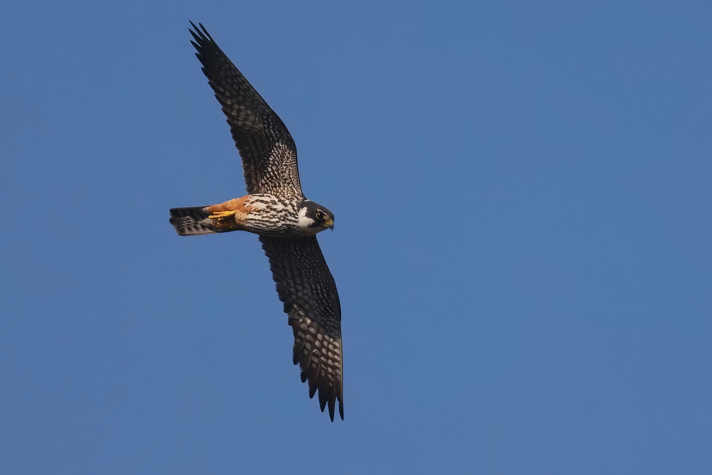 Ostříž lesní  ( Falko subbuteo )