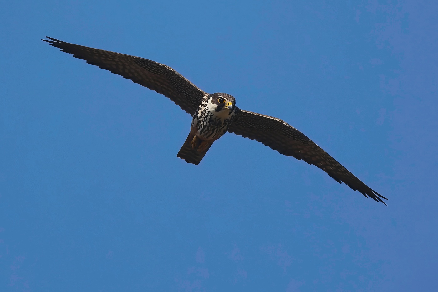 Ostříž lesní  ( Falko subbuteo )