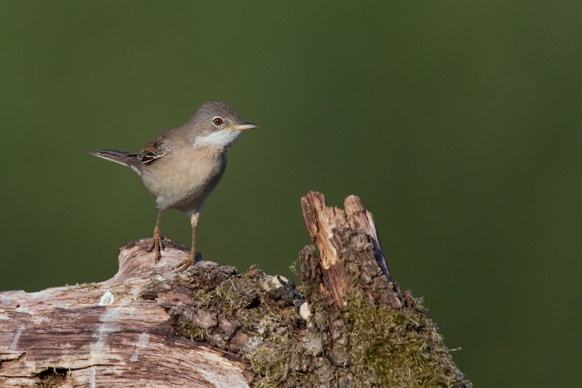 Pěnice hnědokřídlá  ( Sylvia communis )