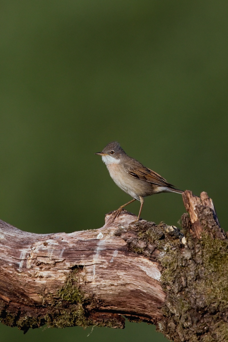 Pěnice hnědokřídlá  ( Sylvia communis )