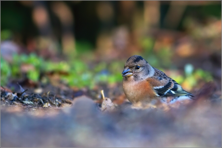 Pěnkava jikavec  ( Fringilla montifringilla )
