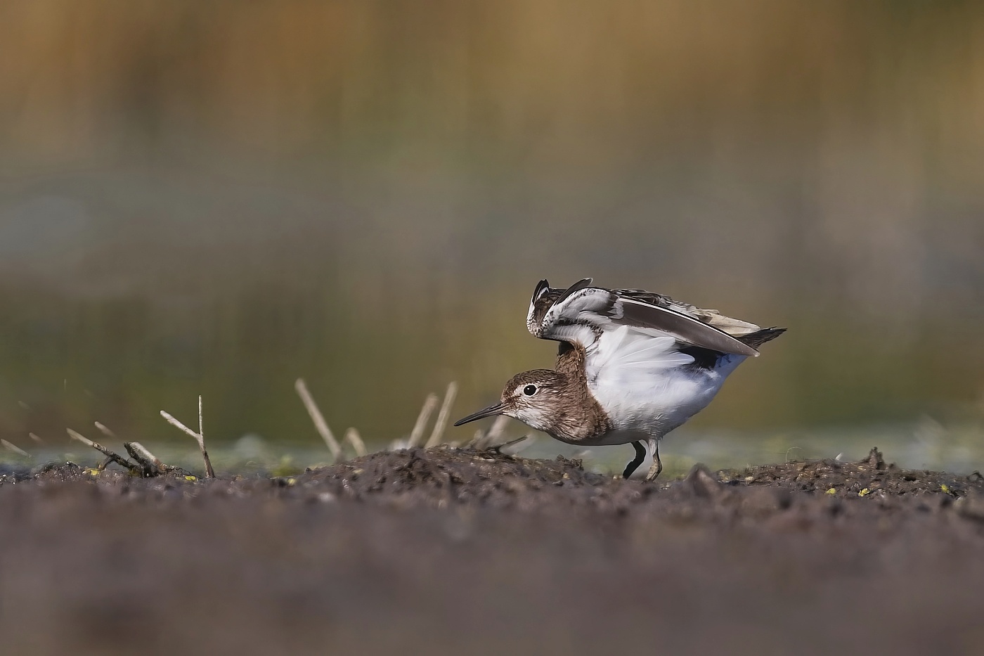 Pisík obecný  ( Actitis hypoleucos )