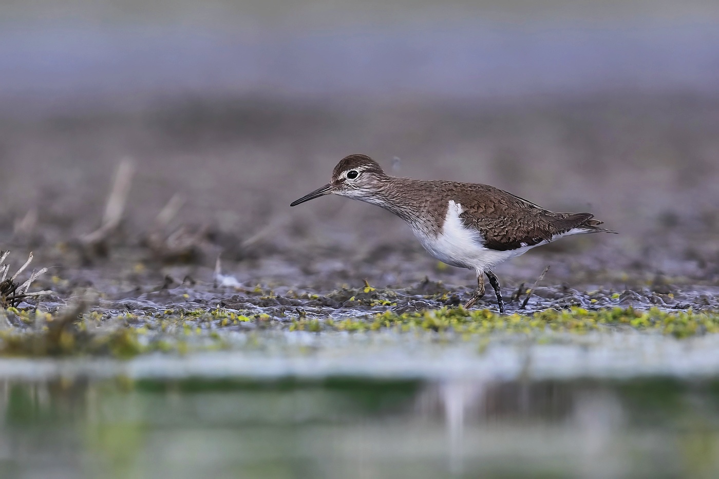 Pisík obecný  ( Actitis hypoleucos )