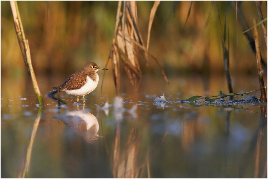 Pisík obecný ( Actitis hypoleucos )