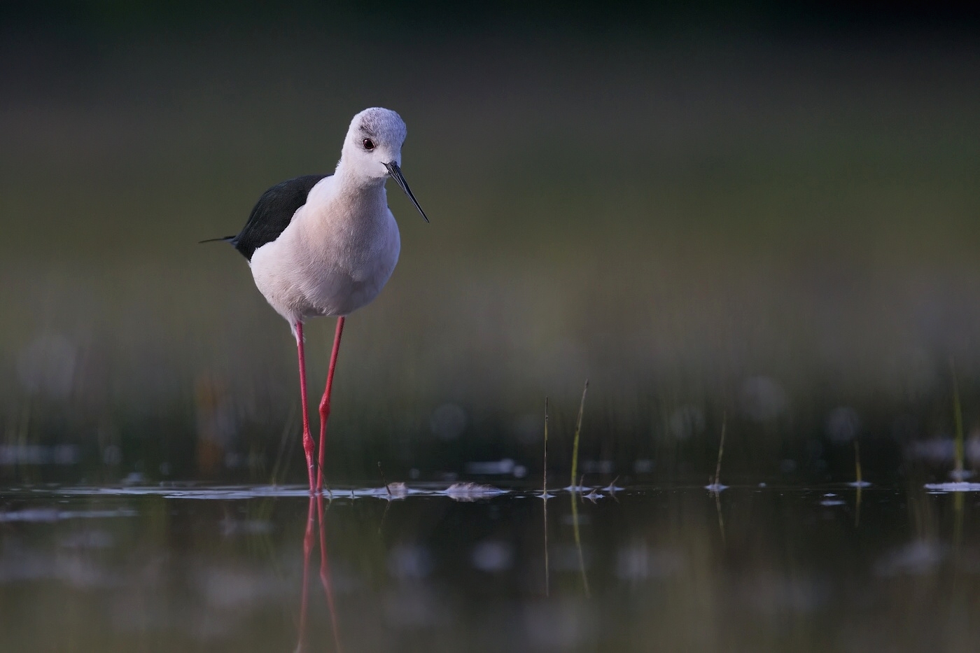 Pisila čáponohá  ( Himantopus himantopis )