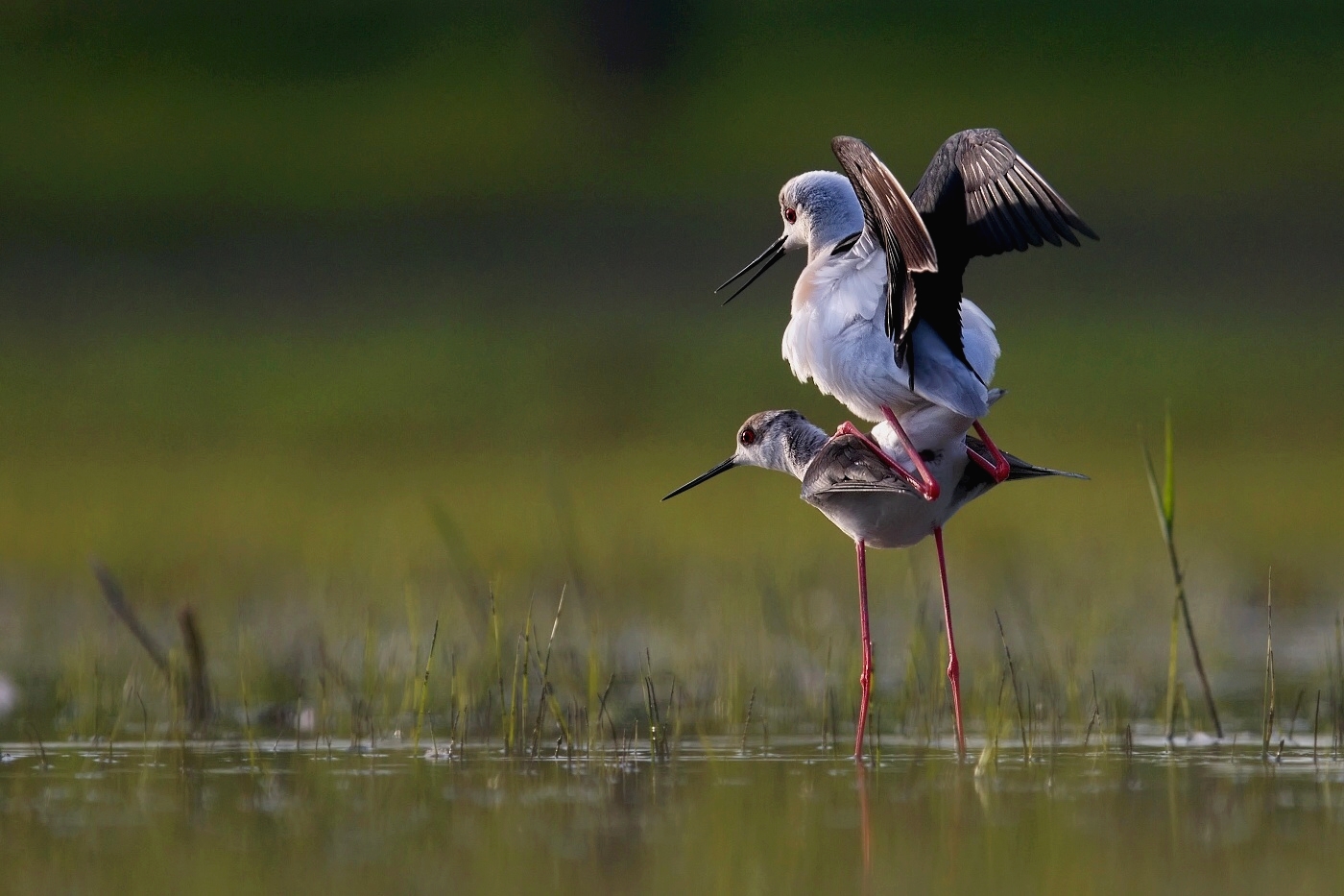 Pisila čáponohá  ( Himantopus himantopis )